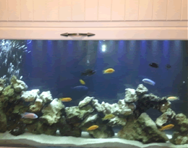 Aquarium Example